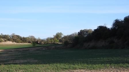 Reto visual: ¿Dónde están los dos busardos ratoneros?