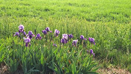 Primavera en el Vora Ter.