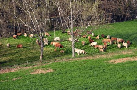 Vora Ter en Torelló.