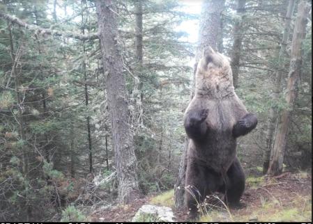 Ejemplar captado con una cámara automática en octubre de 2023 en el Pirineo  .