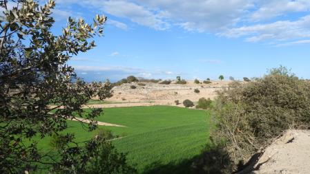 Reto visual: ¿Puedes encontrar al aguilucho?