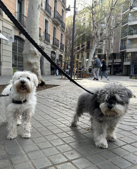 Leo y Terry, los perros de Marc Giró