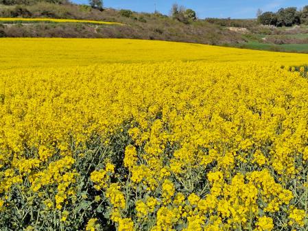 Campo de colza de Montmaneu.