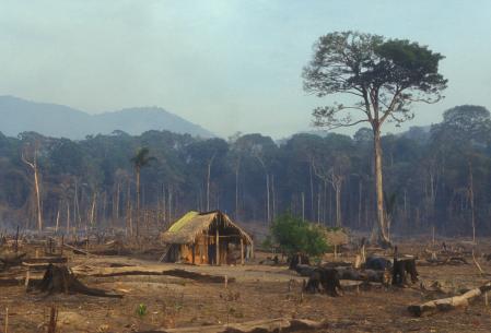 La deforestación con finalidades agrícolas o ganaderas causan daños graves en los bosques tropicales y beneficios escasos y efímeros para los inductores  de estos cambios de usos .