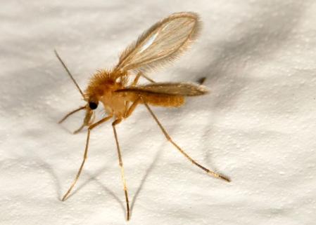 “Los teléfonos inteligentes parasitan nuestro tiempo, nuestra atención y nuestra información personal, todo ello en beneficio de las empresas tecnológicas y sus anunciantes”.