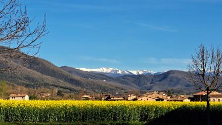 Campo de colza en la Vall d'en Bas.