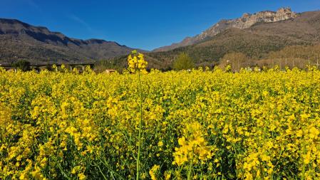 Campo de colza en la Vall d'en Bas.