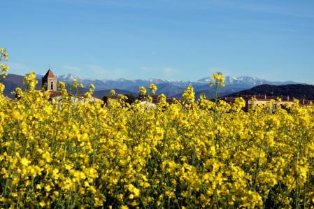 Tiempo de la colza en la Vall d'en Bas.