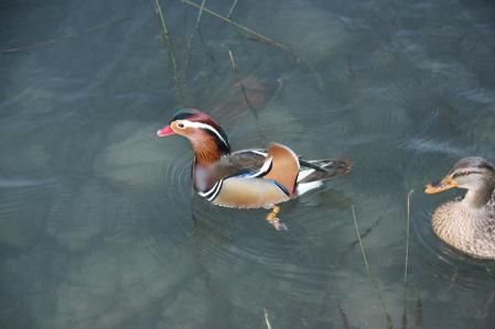 El pato mandarín en el estanque de Banyoles.