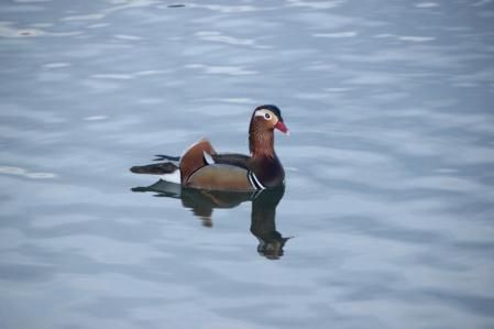 El pato mandarín en el estanque de Banyoles.