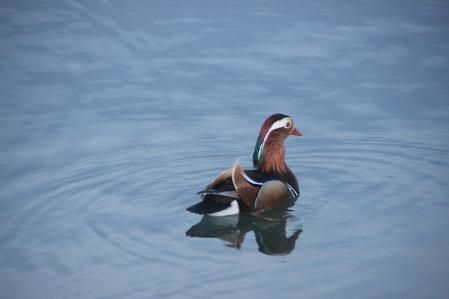 El pato mandarín en el estanque de Banyoles.