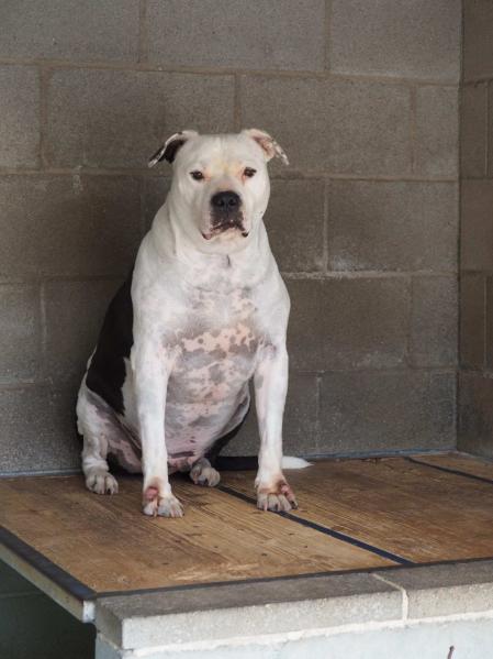 Drako anhela una familia que lo rescate de la jaula de la soledad y le muestre la verdadera esencia de la vida y la felicidad