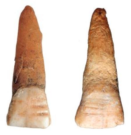 Los miembros de esta supuesta hermandad se limaban surcos horizontales en los dientes