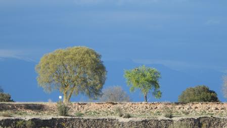 Reto visual: ¿Cuántas águilas aparecen en esta fotografía?