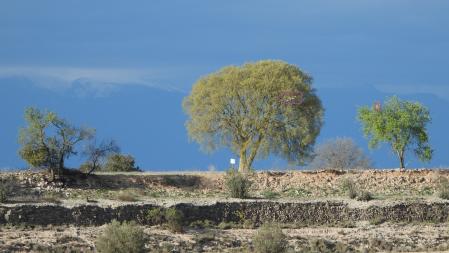 Solución al Reto visual de las águilas.
