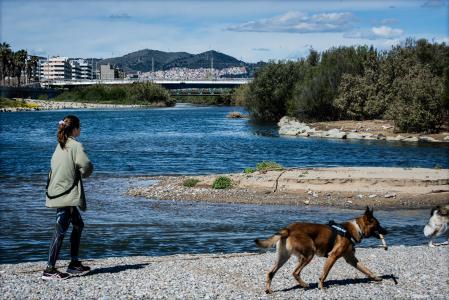 La falta de un horario de paseo fijo puede generar inseguridad y estrés en los perros.&nbsp;