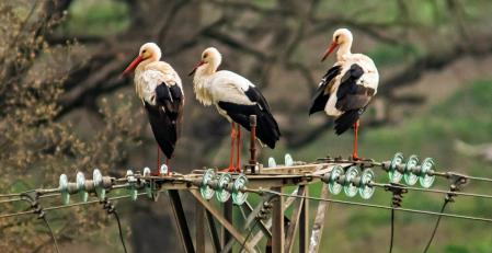 Cigüeñas afectadas por la lluvia de barro.