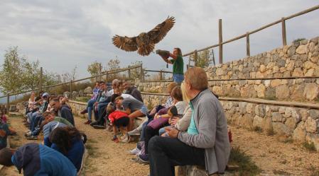 Exhibición de aves rapaces.