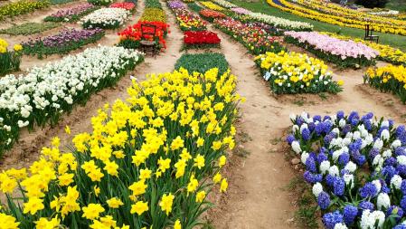 Campo de flores en Coforb.