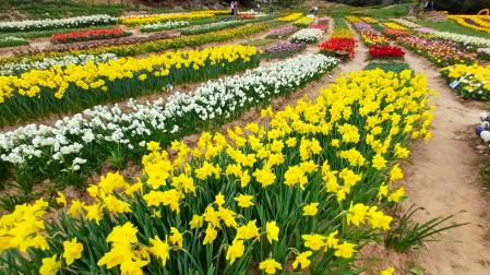 Campo de flores en Coforb.