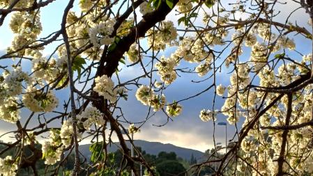 Cerezos en flor en Terrassa.