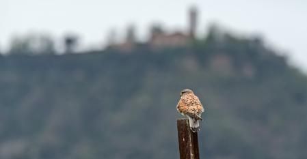 Cernícalo en Sentfores.