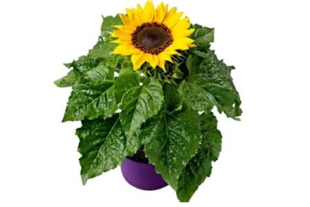 Girasol (Helianthus annuus)