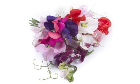 Guisante de olor (Lathyrus odoratus)