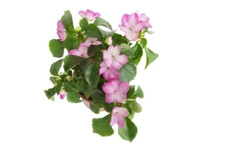 Planta de flor Alegría de la casa (Impatiens walleriana)