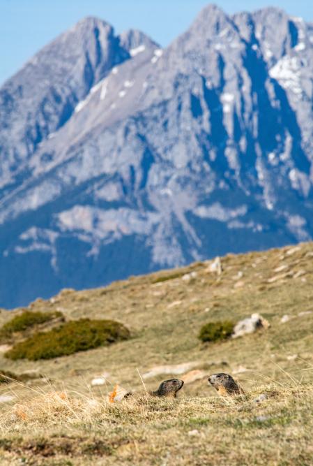 Marmota del Berguedà.