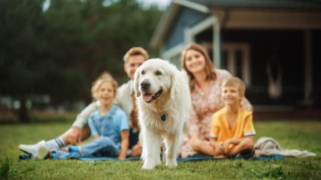 El perro uno más en la familia