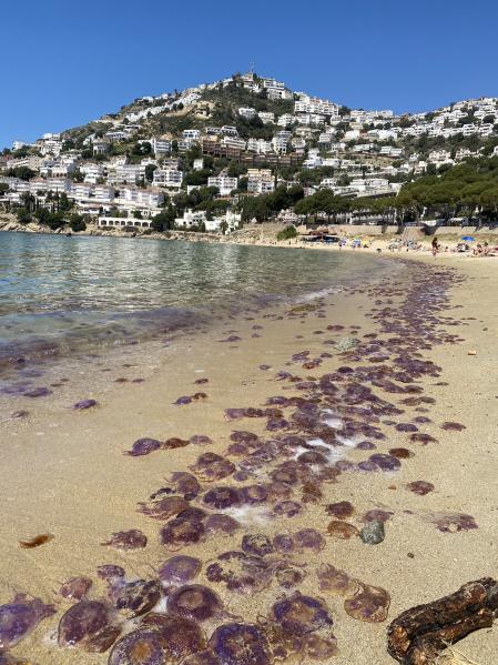 la presencia de medusas de la especie 'Pelgia nocticula' ha sido especialmente notable la última semana en Roses y l'Escala  .