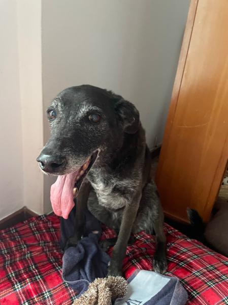 Ndugu, el hermano perruno de Canco Rodríguez