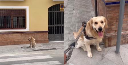 Intenta llevar a casa a su Golden Retriever y se convierte en misión imposible: 