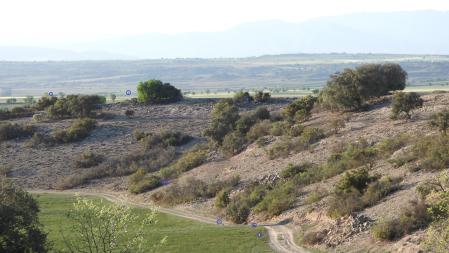 Solución al Reto visual de los siete animales.