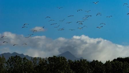 Cigüeñas en el Despujol.