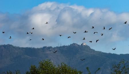 Cigüeñas en el Despujol.
