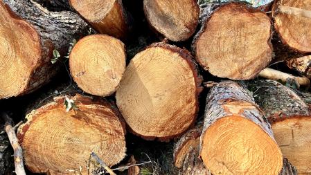 Gestión forestal en el Vallès Oriental.