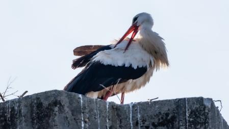 Cigüeñas en Manlleu.
