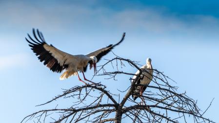 Cigüeñas en Manlleu.