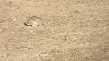 Uno de los conejos que buscamos.