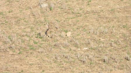 Otro de los conejos que buscamos.