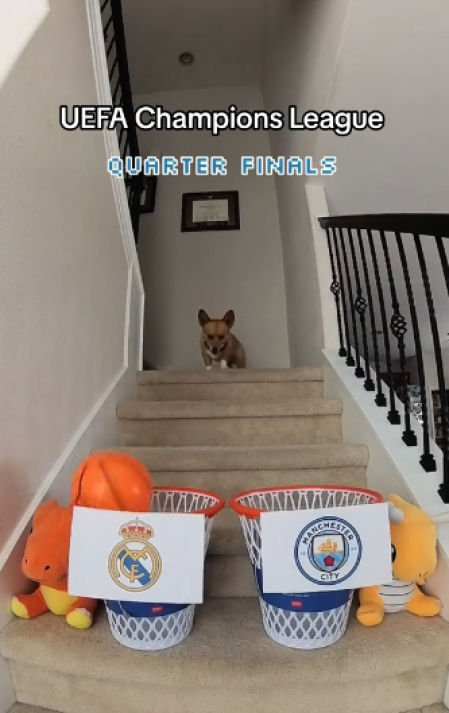 El perro adivinando la victoria del Real Madrid