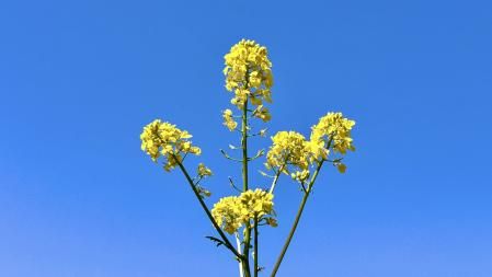 De ruta por Cànoves i Samalús.