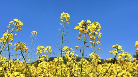 De ruta por Cànoves i Samalús.