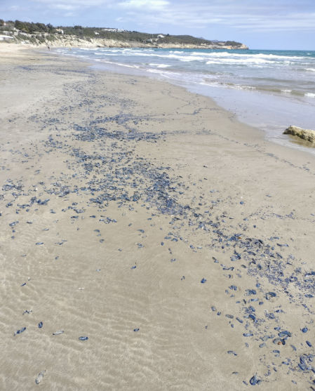Velellas en la Platja del Far.