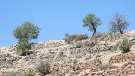 Reto visual: ¿Dónde está el abejaruco?