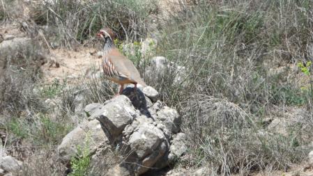 La perdiz que buscamos, en detalle.