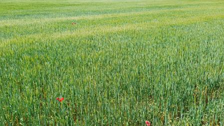 Paisaje verde de la Segarra.