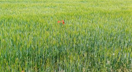 Paisaje verde de la Segarra.